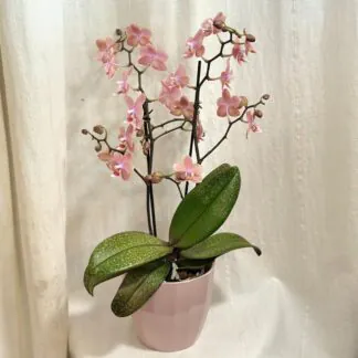 Orchidej Phalaenopsis ‘Odorion’ orchidea phalenopsis odorion Aromio Sweet kvetouci pokojova rostlina