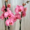 Orchidej Phalaenopsis ‘Royal Pink’ orchidej phalaenopsis royal pink ruzova kvetina