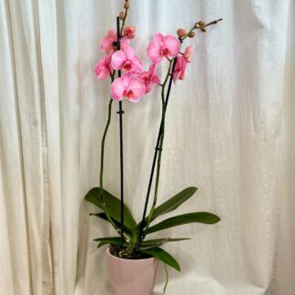 Orchidej Phalaenopsis ‘Royal Pink’ orchidej phalaenopsis royal pink ruzova kvetina