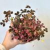 Oxalis vulcanicola ‘Pink’ velký oxalis vulcanicola pink růžová pokojová rostlina