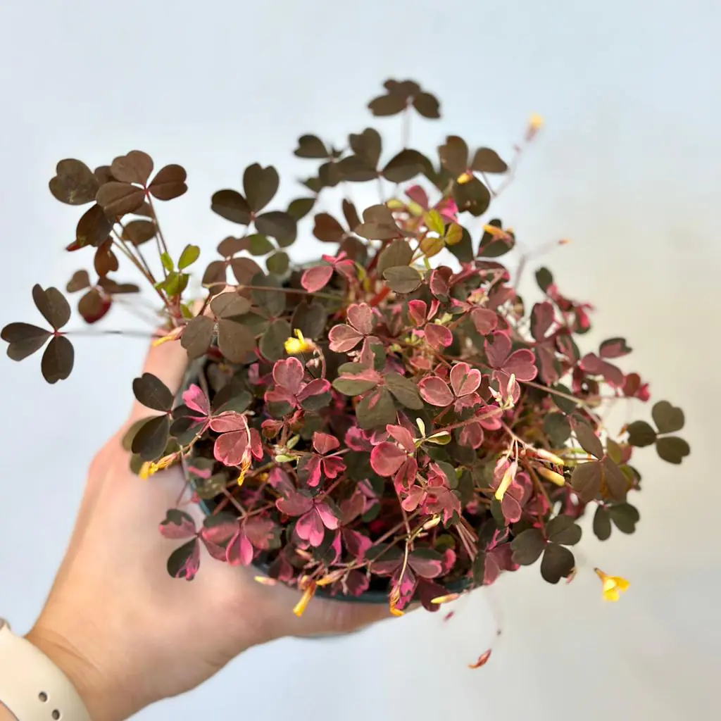 Oxalis vulcanicola ‘Pink’ velký oxalis vulcanicola pink růžová pokojová rostlina