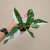 Philodendron ‘White Princess Tricolor’ philodendron Princess Tricolor