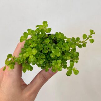 Pilea depressa pilea depressa tahla pokojovka