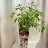 Pivoňka / Paeonia lactiflora ‘Longlife’ bílá Pivoňka Paeonia lactiflora Longlife bila kvetouci rostlina do zahrady