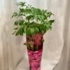 Pivoňka / Paeonia lactiflora ‘Longlife’ růžová Pivoňka Paeonia lactiflora Longlife ruzova kvetouci rostlina do zahrady