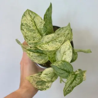 Scindapsus ‘Peasun Variegata’ Scindapsus Peasun Variegata panasovana pokojovka