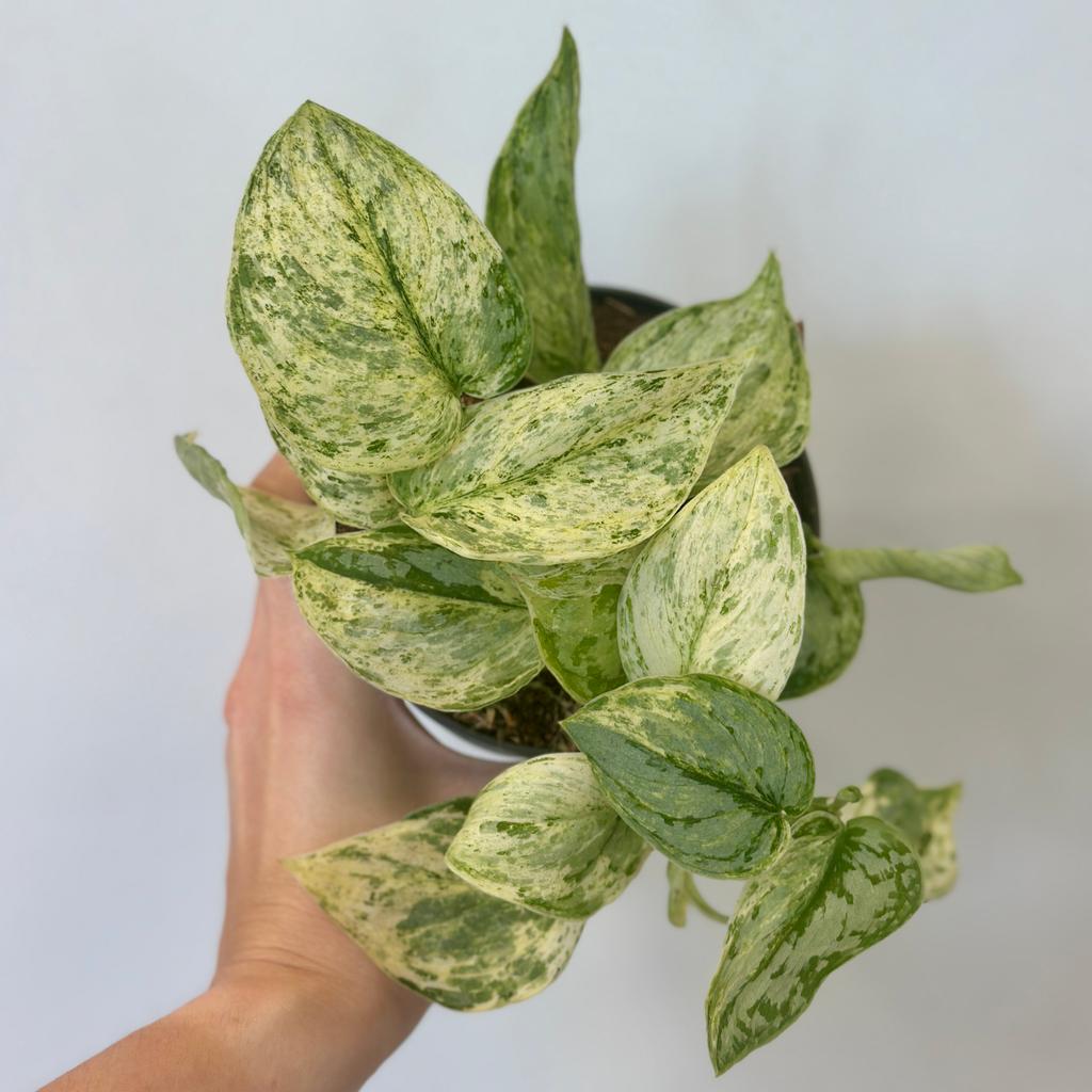 Scindapsus ‘Peasun Variegata’ Scindapsus Peasun Variegata panasovana pokojovka