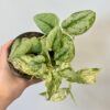 Scindapsus ‘Peasun Variegata’ Scindapsus Peasun Variegata panasovana pokojovka