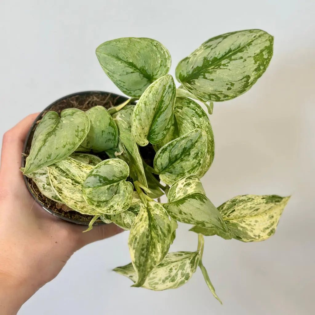 Scindapsus ‘Peasun Variegata’ Scindapsus Peasun Variegata panasovana pokojovka