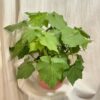 Lipka africká / Sparrmannia africana velká Sparrmannia africana lipka africká kamerlinde
