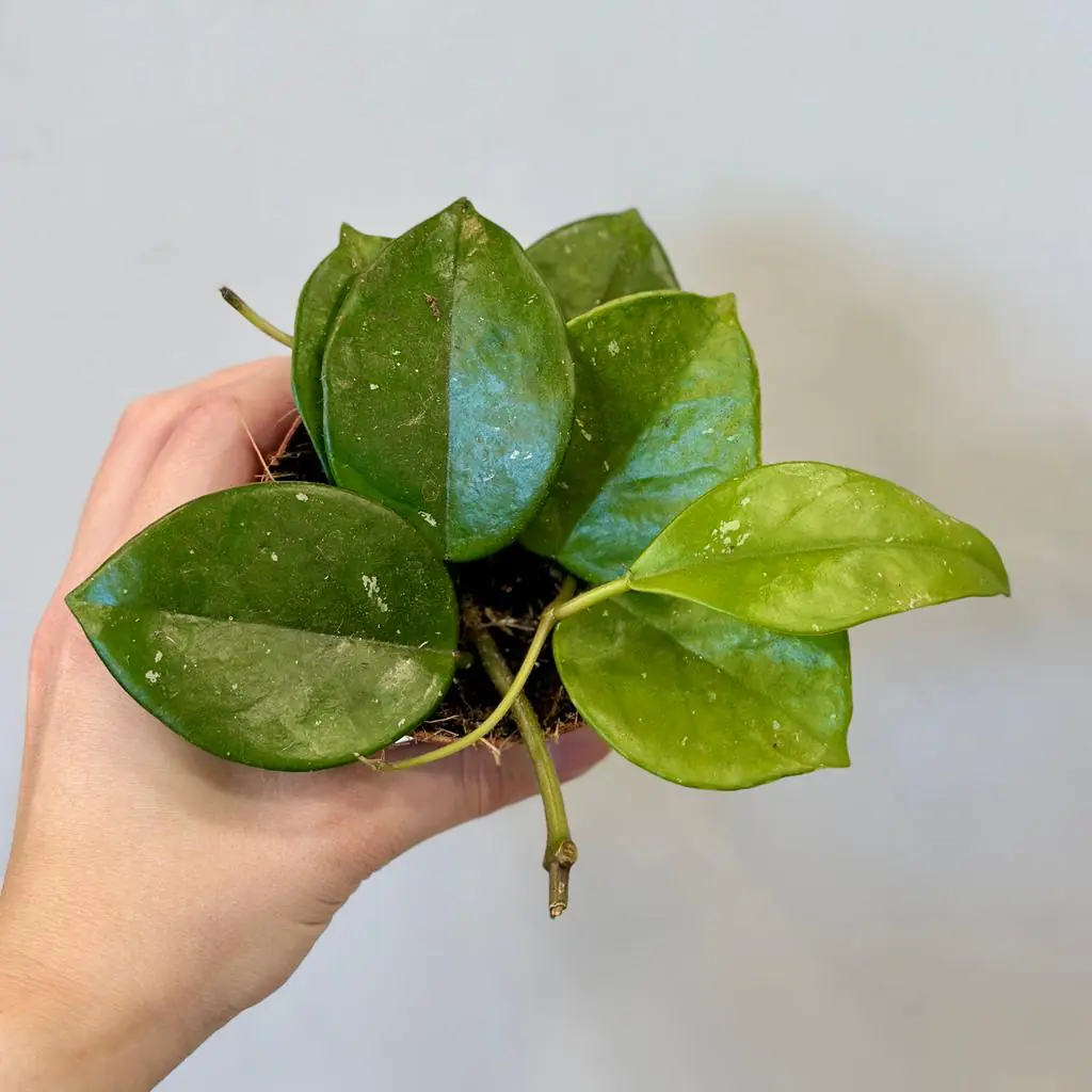 Hoya carnosa ‘Freckles’ voskovka hoya carnosa freckles pokojovka