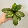 Hoya crassipetiolata ‘Splash’ hoya crassipetiolata splash voskovka