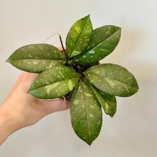 hoya crassipetiolata splash voskovka