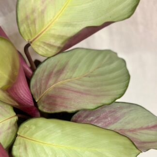 Calathea roseopicta ‘Silver Plate’ calathea roseopicta Silver Plate barevna pokojovka