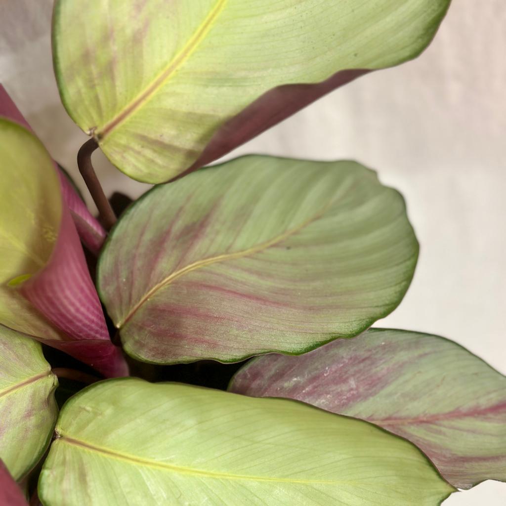 Calathea roseopicta ‘Silver Plate’ calathea roseopicta Silver Plate barevna pokojovka