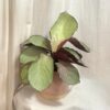 Calathea roseopicta ‘Silver Plate’ calathea roseopicta Silver Plate barevna pokojovka