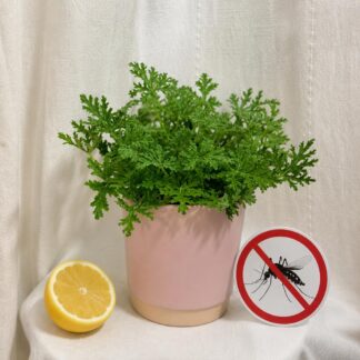 Pokojové rostliny, řasokoule a příslušenství Muškát Komárovník Pelargonium graveolens ‘Citron’ citronovy muskat