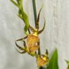 Orchidej Brassia Eternal Wind ‘Summer Dream’ orchidej Brassia Eternal Wind ‘Summer Dream’ zluta kvetouci pokojovka