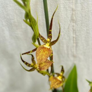 Jak si vybrat první pokojovou rostlinu: 6 tipů, aby vám vydržela a dělala radost orchidej Brassia Eternal Wind ‘Summer Dream’ zluta kvetouci pokojovka