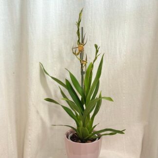 Orchidej Brassia Eternal Wind ‘Summer Dream’ orchidej Brassia Eternal Wind ‘Summer Dream’ zluta kvetouci pokojovka