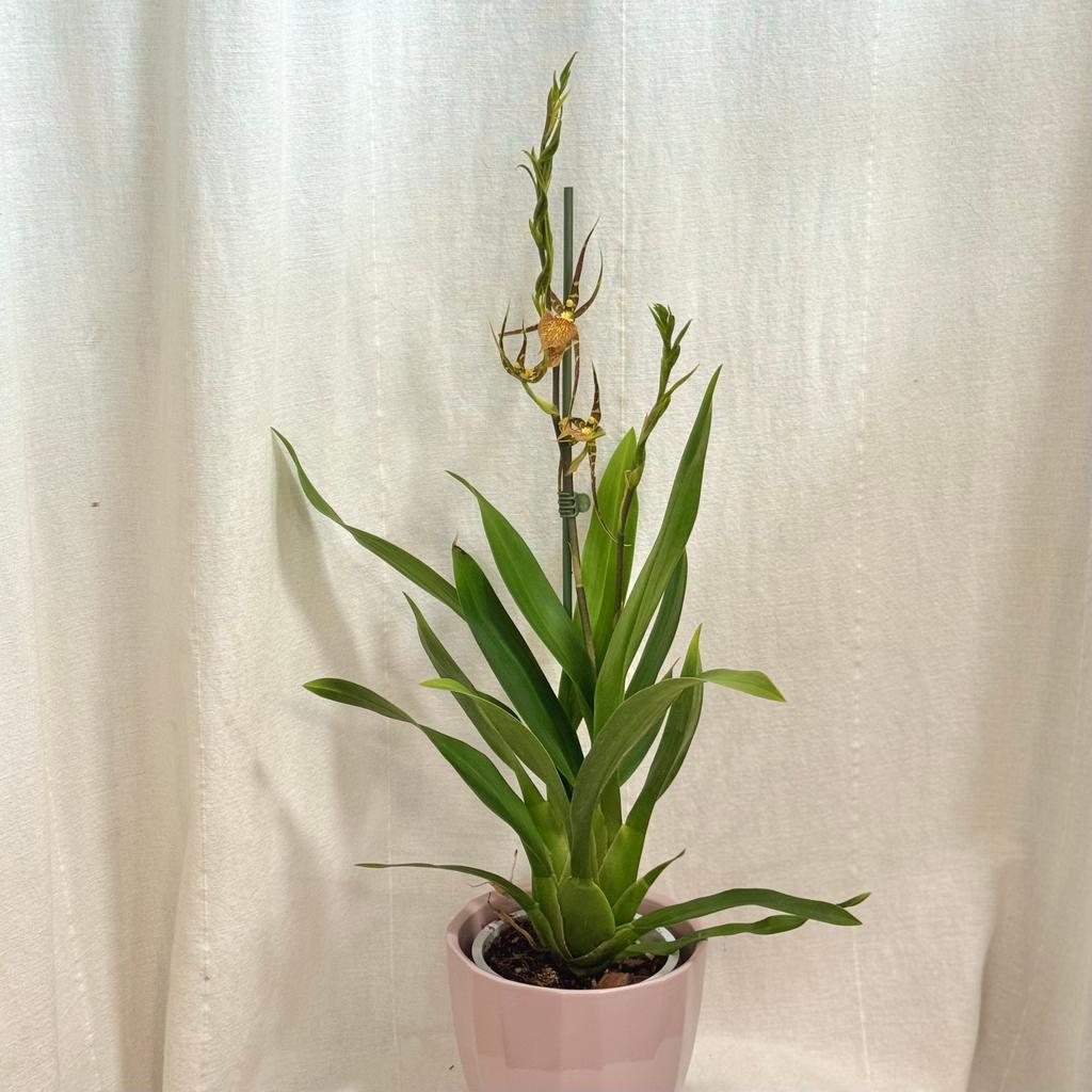 Orchidej Brassia Eternal Wind ‘Summer Dream’ orchidej Brassia Eternal Wind ‘Summer Dream’ zluta kvetouci pokojovka