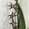 Orchidej Miltassia Shelob ‘Okika’ orchidej miltassia Shelob Okika fialova kvetouci pokojovka