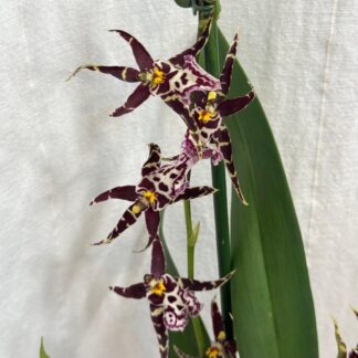 Pokojové rostliny, řasokoule a příslušenství orchidej miltassia Shelob Okika fialova kvetouci pokojovka