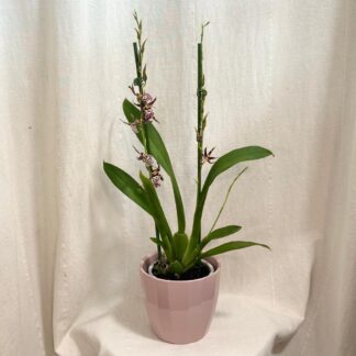 Orchidej Miltassia Shelob ‘Okika’ orchidej miltassia Shelob Okika fialova kvetouci pokojovka