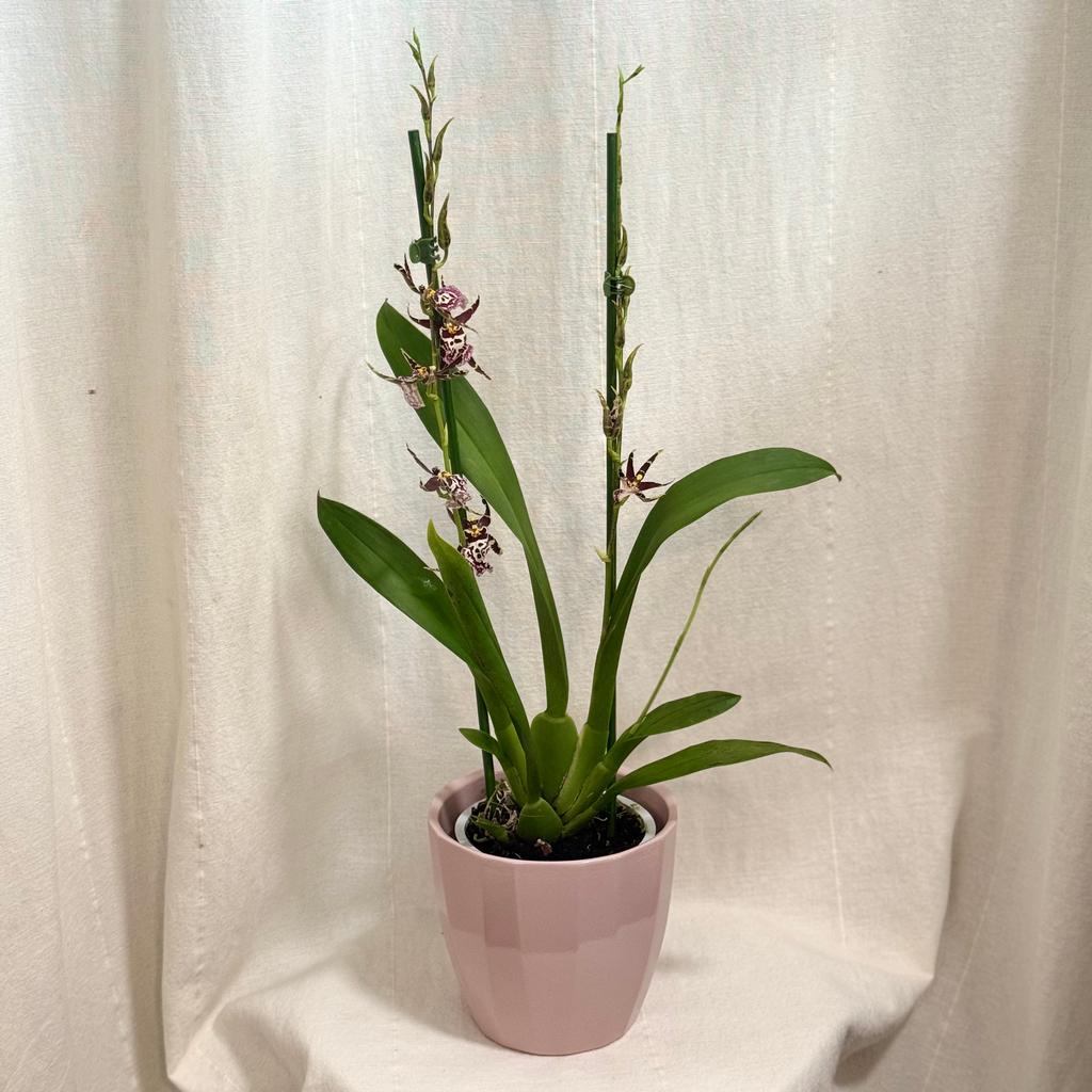 Orchidej Miltassia Shelob ‘Okika’ orchidej miltassia Shelob Okika fialova kvetouci pokojovka