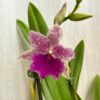 Orchidej Miltonia Honolulu x binotii orchidej Miltonia Honolulu x binotii ruzova kvetouci pokojovka