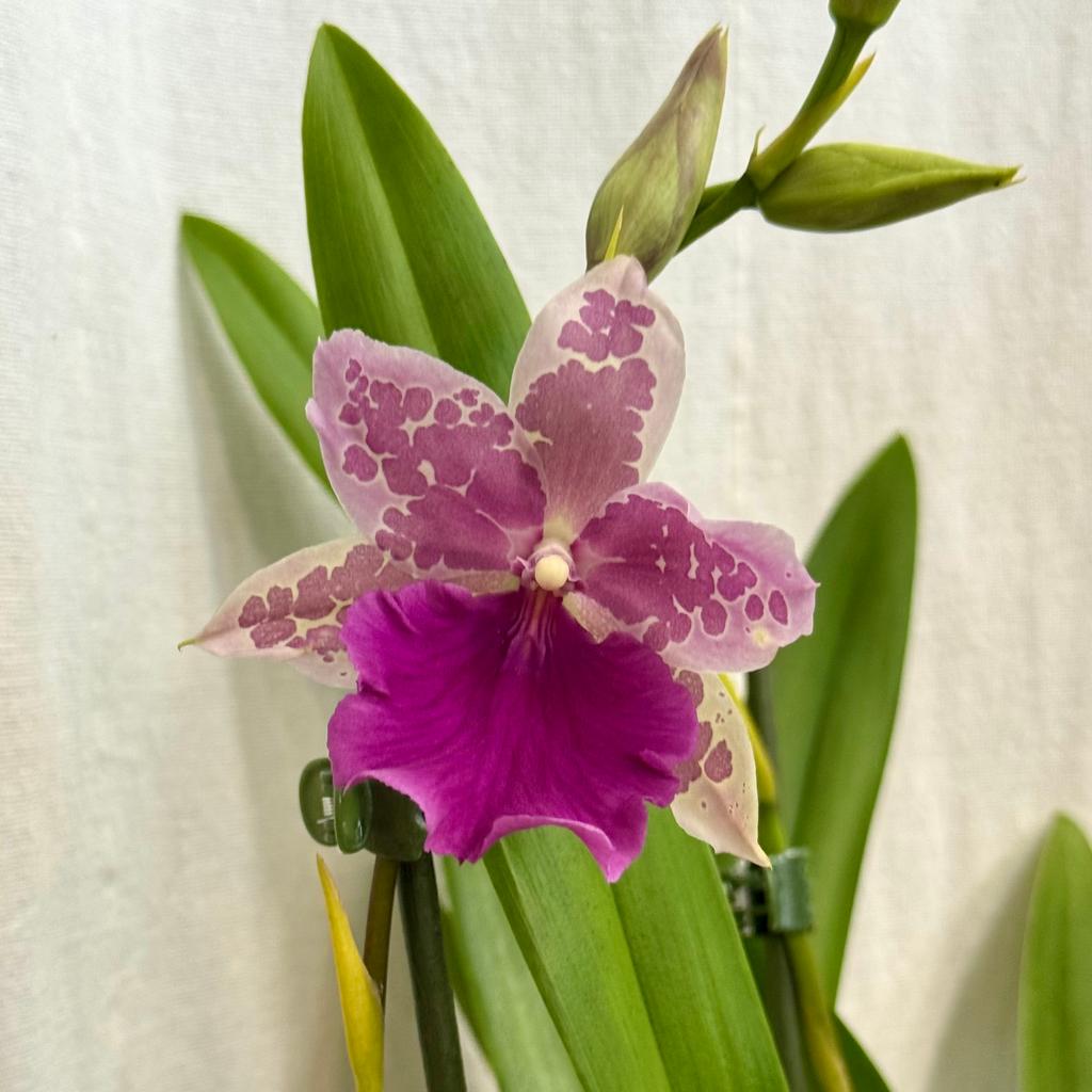 Orchidej Miltonia Honolulu x binotii orchidej Miltonia Honolulu x binotii ruzova kvetouci pokojovka