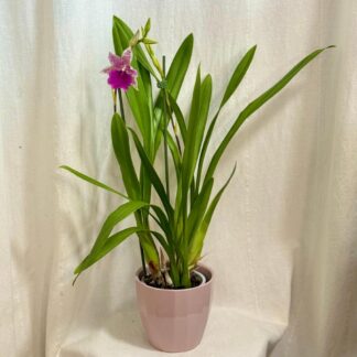 Orchidej Miltonia Honolulu x binotii orchidej Miltonia Honolulu x binotii ruzova kvetouci pokojovka