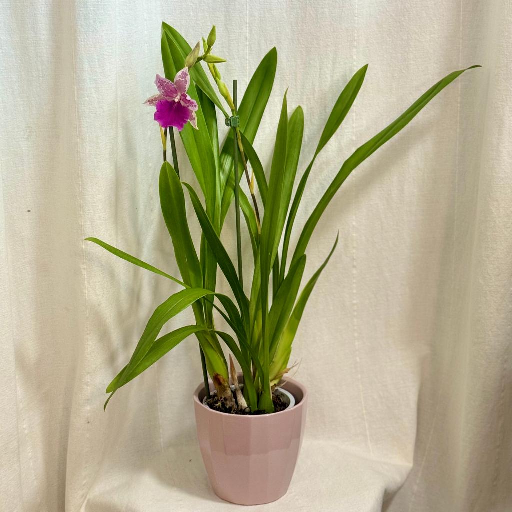 Orchidej Miltonia Honolulu x binotii orchidej Miltonia Honolulu x binotii ruzova kvetouci pokojovka