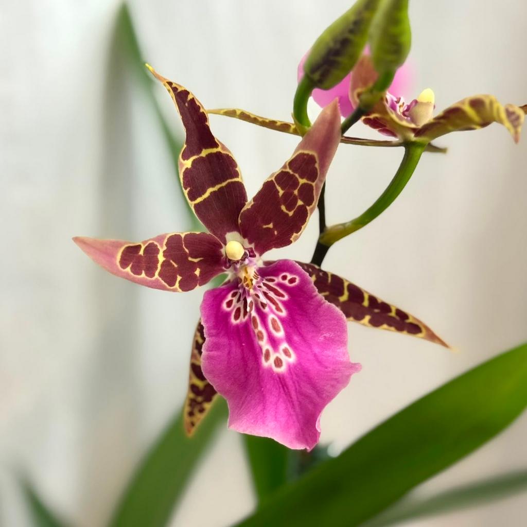 Orchidej Miltassia ‘Dark Star’ orchidej Miltassia 'Dark Star' kvetouci pokojovka