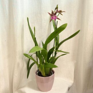 Orchidej Miltassia ‘Dark Star’ orchidej Miltassia 'Dark Star' kvetouci pokojovka