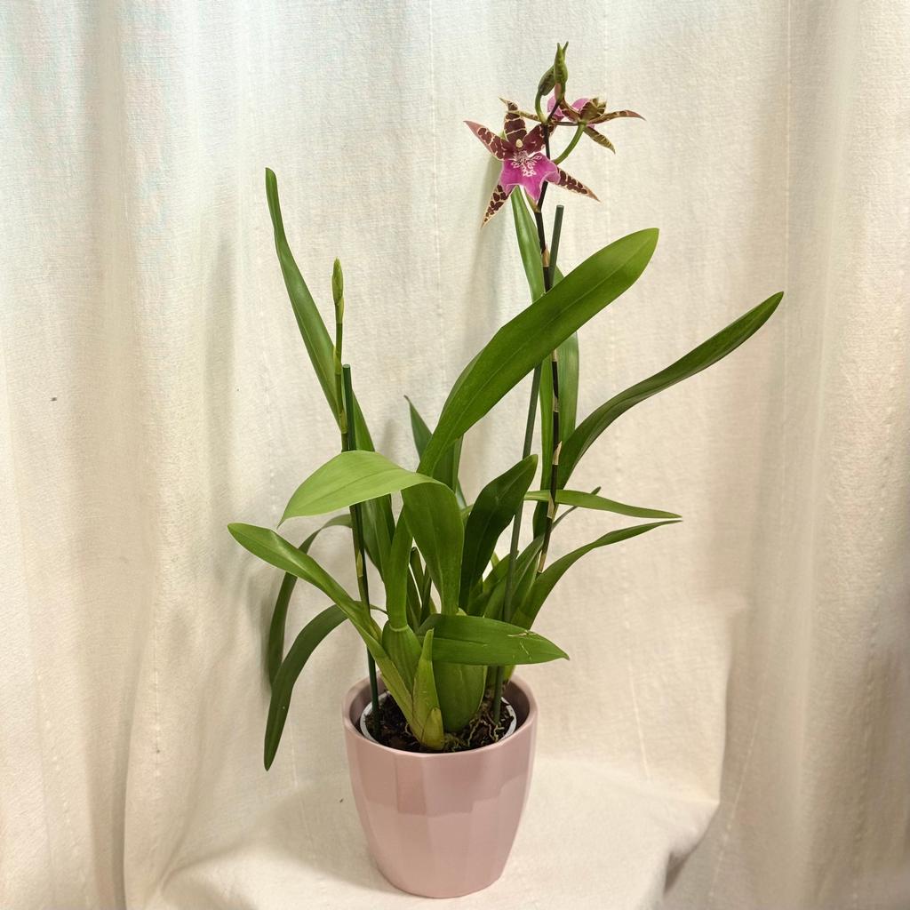 Orchidej Miltassia ‘Dark Star’ orchidej Miltassia 'Dark Star' kvetouci pokojovka