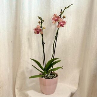 Orchidej Phalaenopsis ‘Pirate Picotee’ orchidej Phalaenopsis Pirate Picotee ruzova kvetouci pokojovka kvetina
