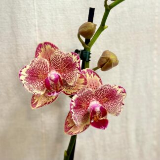 Pokojové rostliny, řasokoule a příslušenství orchidej Phalaenopsis Pirate Picotee ruzova kvetouci pokojovka kvetina
