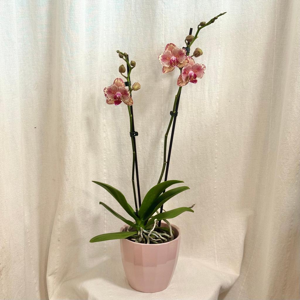 Orchidej Phalaenopsis ‘Pirate Picotee’ orchidej Phalaenopsis Pirate Picotee ruzova kvetouci pokojovka kvetina