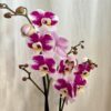 Orchidej Phalaenopsis ‘Anthura Barcelona’ orchidej Phalaenopsis Anthura Barcelona ruzova kvetouci pokojovka