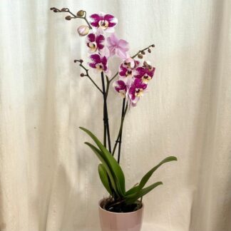 Orchidej Phalaenopsis ‘Anthura Barcelona’ orchidej Phalaenopsis Anthura Barcelona ruzova kvetouci pokojovka