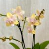 Orchidej Phalaenopsis ‘Bolgheri Lemon’ orchidej Phalaenopsis Bolgheri Lemon zluta pokojova rostlina kvetina