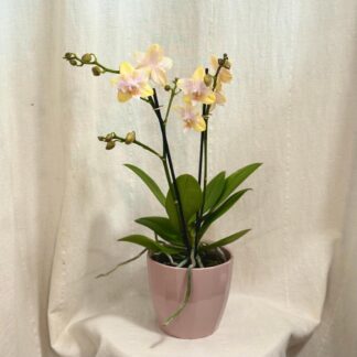 Orchidej Phalaenopsis ‘Bolgheri Lemon’ orchidej Phalaenopsis Bolgheri Lemon zluta pokojova rostlina kvetinaorchidej Phalaenopsis Bolgheri Lemon zluta pokojova rostlina kvetina