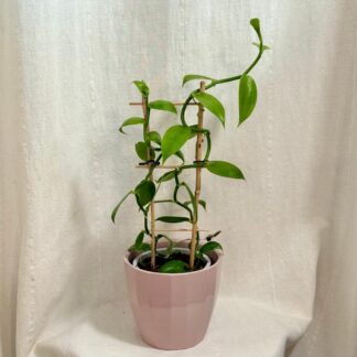 Pokojové rostliny, řasokoule a příslušenství orchidea Vanilla planifolia vanilka prava vonava pokojovka