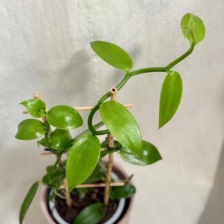 Orchidej Vanilka pravá / Vanilla planifolia orchidea Vanilla planifolia vanilka prava vonava pokojovka