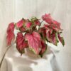 Caladium ‘Puppy Love’ caladium Puppy Love ruzova pokojovka