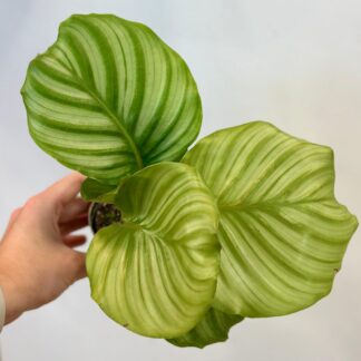 calathea, calathea orbifolia, pokojovka, kalatea, vlhkomilná rostlina, rostlina vhodná do stínu, pokojový květ, pokojová rostlina