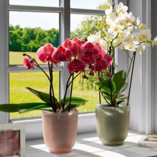 Dekorační skleněný květináč na orchideje růžový 13 cm skleneny kvetinac na orchideje obal na orchidey ruzovy zeleny