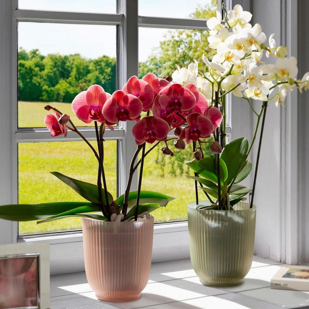 Dekorační skleněný květináč na orchideje růžový 13 cm skleneny kvetinac na orchideje obal na orchidey ruzovy zeleny