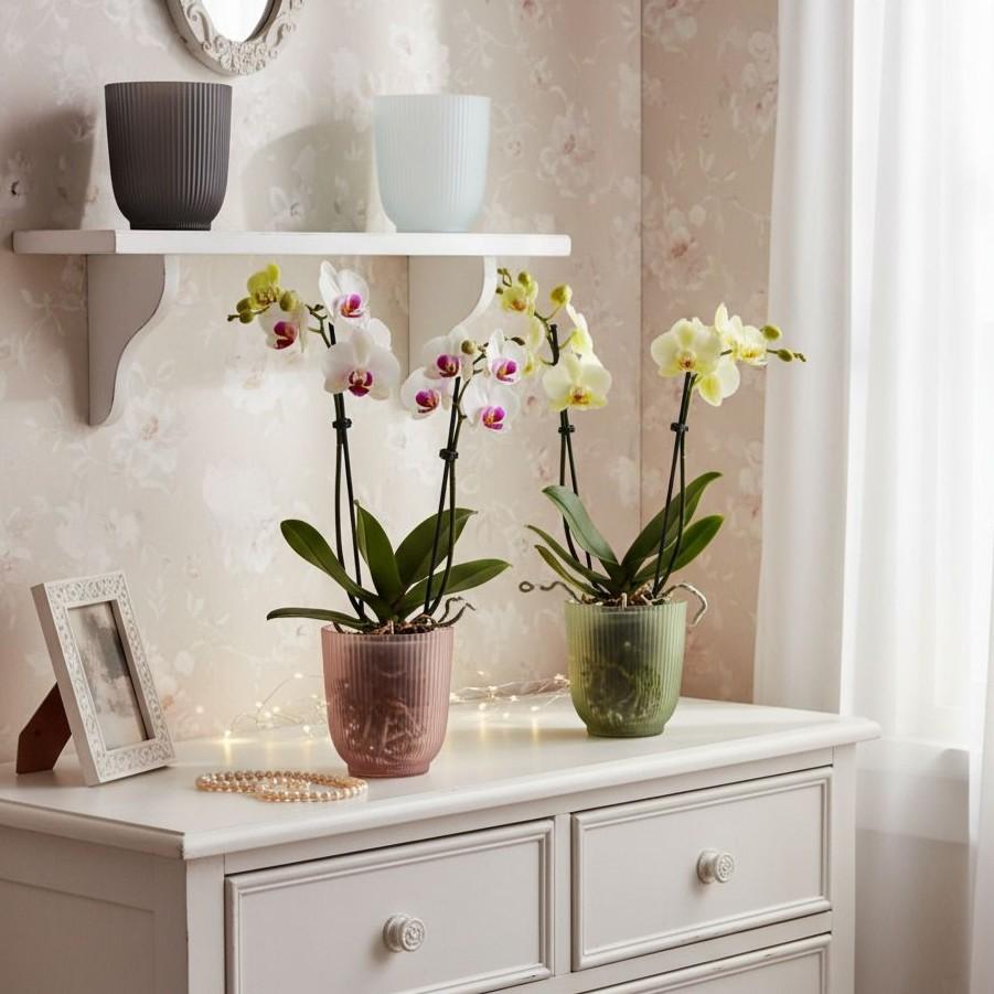 Dekorační skleněný květináč na orchideje růžový 13 cm skleneny kvetinac na orchideje obal na orchidey ruzovy zeleny